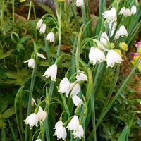 Leucojum aestivum 'Gravetye Giant'